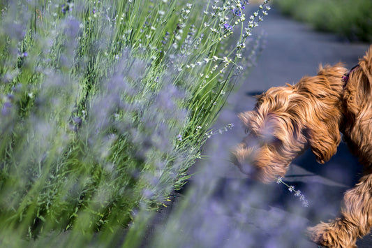 Central Oregon Lavender Field Trip